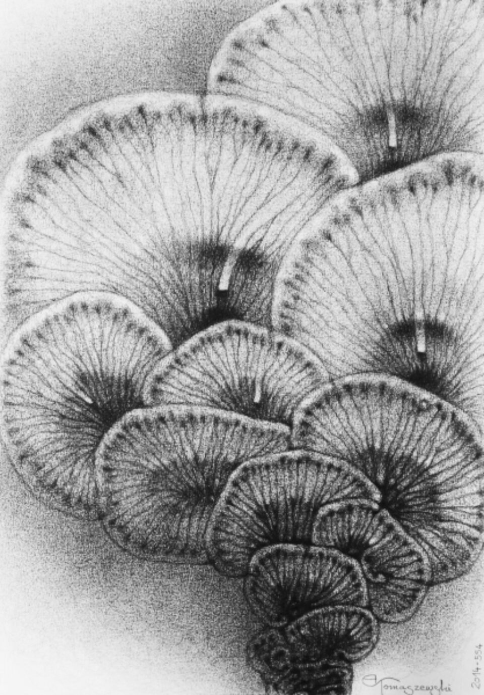 Andrzej Tomaszewski 0365